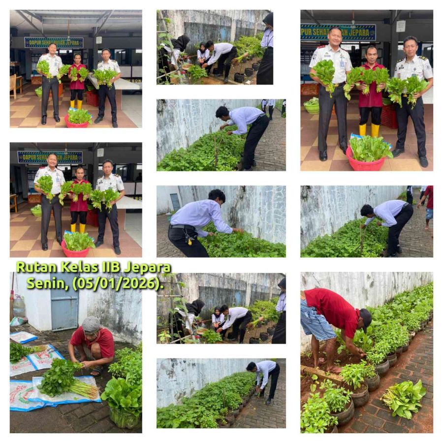 Dukung Ketahanan Pangan, Rutan Kelas IIB Jepara Sukses Laksanakan Panen Sawi dan Bayam