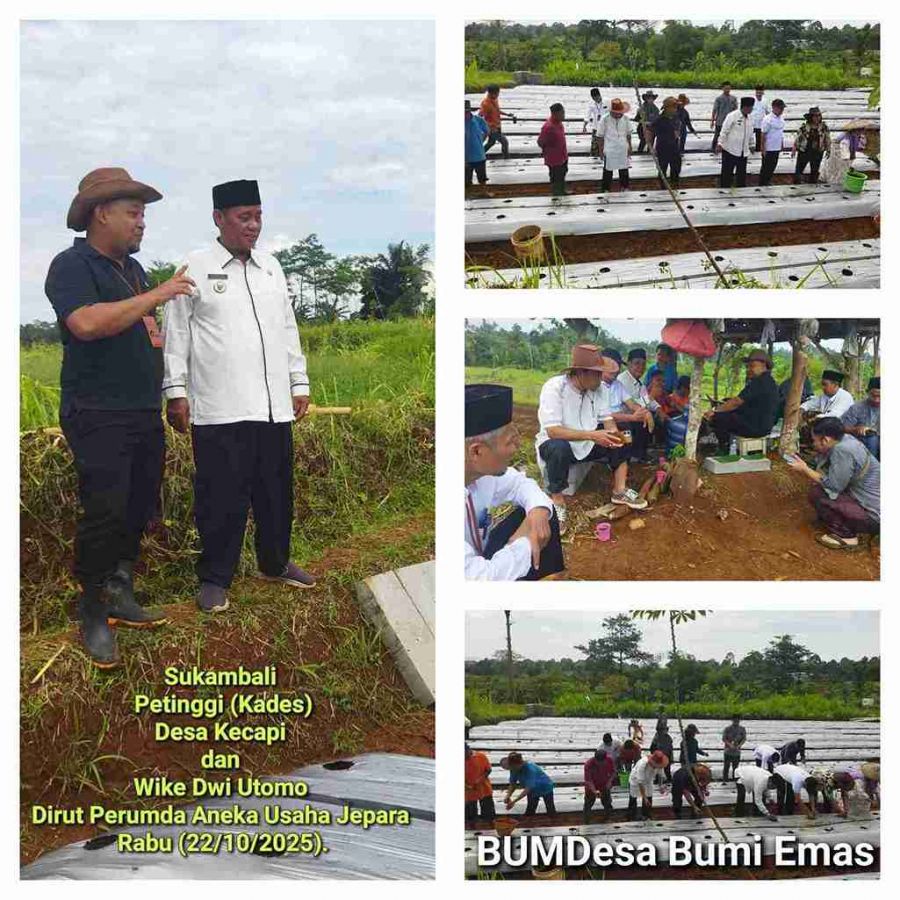 Kembangkan Lahan Pertanian Melalui BUMDesa Bumi Emas