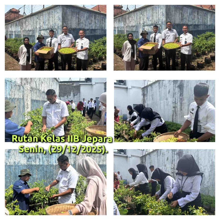 Panen Cabai di Penghujung Tahun, Bukti Nyata Ketahanan Pangan Rutan Jepara
