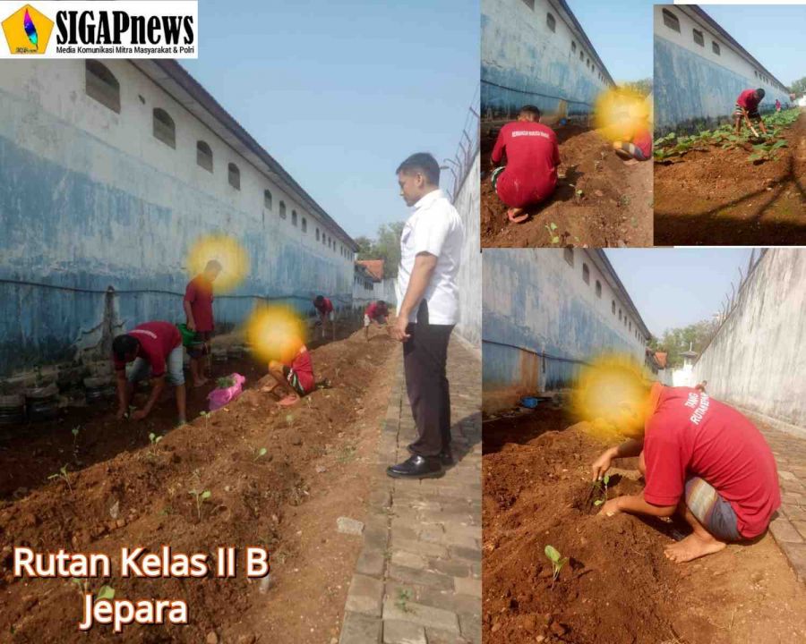 Rutan Jepara Berdayakan Warga Binaan untuk Penanaman Sayuran Terong pada Lahan Terbatas