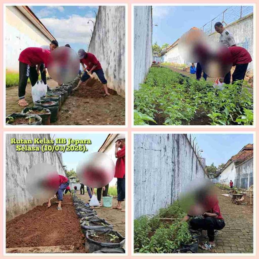 Rutan Jepara Optimalkan Lahan Branggang Melalui Budidaya Pakcoy dan Kemangi