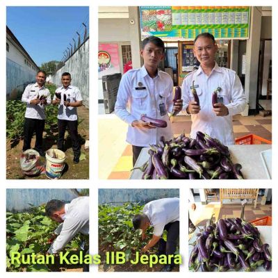 panen-raya-terong-gelorakan-program-akselerasi-menteri-imigrasi-dan-pemasyarakatan